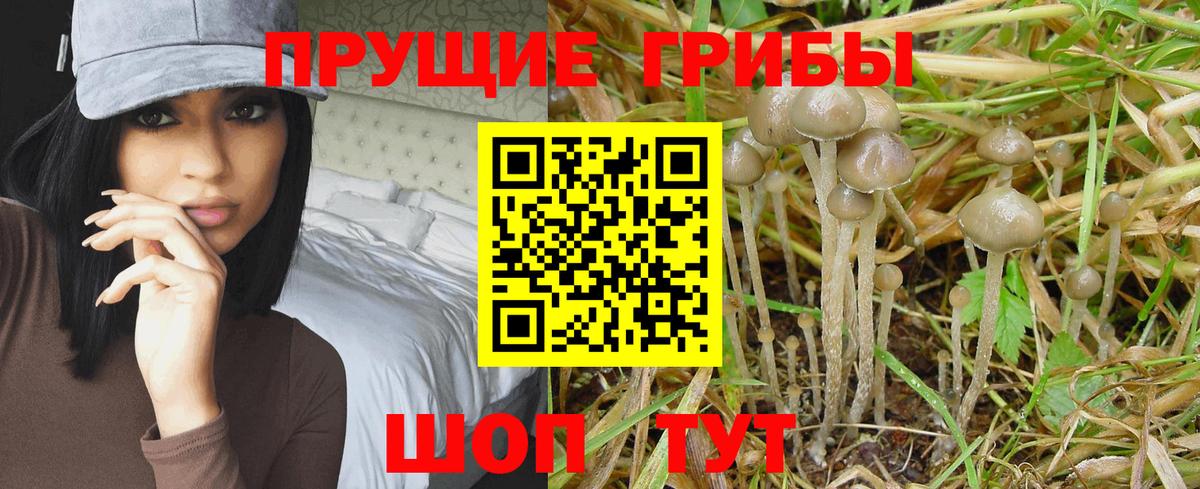 Советск  Псилоцибиновые грибы Magic Shrooms  Вход с VPN 